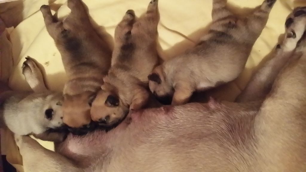 Chiot Bouledogue français Du Domaine Des Boules Orientales