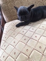CHIOT