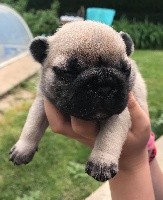 CHIOT