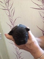 CHIOT