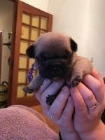 CHIOT