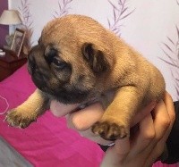 CHIOT