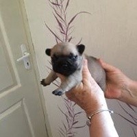 CHIOT