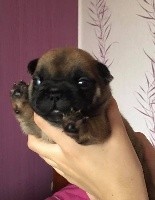 CHIOT