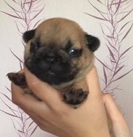 CHIOT