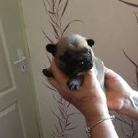 CHIOT