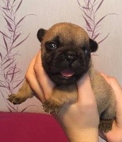 CHIOT